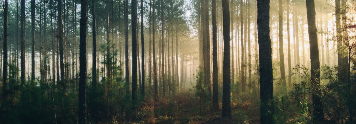 Finnhouse | Bomen - Bos